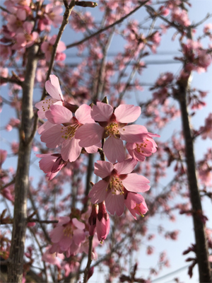 “オカメ桜”咲きましたぁ