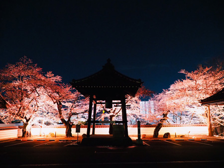 夜桜