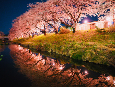 夜桜