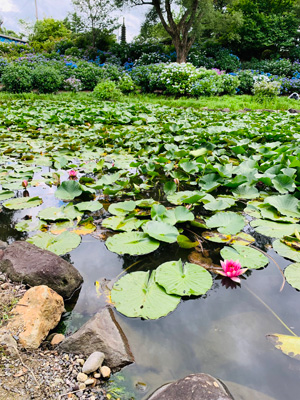 紫陽花