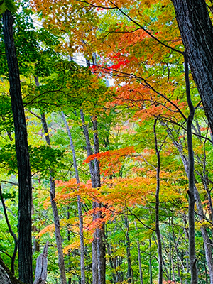 紅葉狩り…