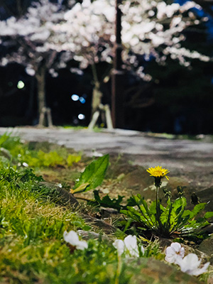 満開の桜