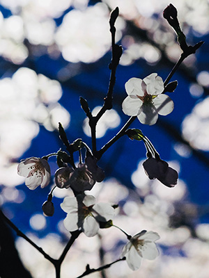 満開の桜