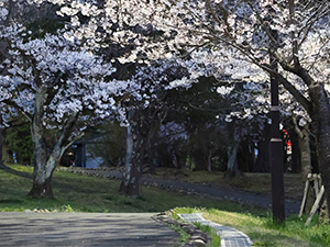 満開の桜