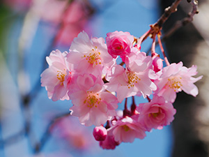 満開の桜