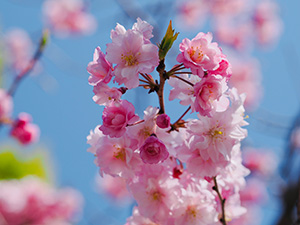 満開の桜