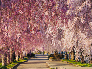 枝垂れ桜