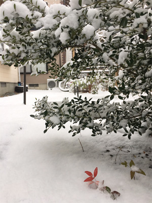 久しぶりの雪…