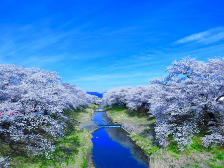 晴天と桜