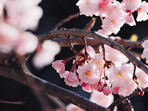 満開の桜