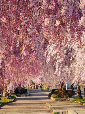 枝垂れ桜